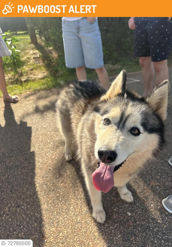 Found/Stray Unknown Dog last seen Daylily Dr, Spartanburg County, SC 29349