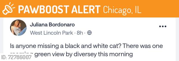Found/Stray Unknown Cat last seen West Lincoln Park, Chicago, IL 60657