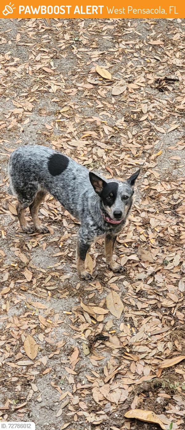 Found/Stray Female Dog last seen Freedom and pinewood, West Pensacola, FL 32507