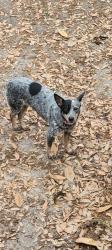 Found/Stray Female Dog last seen Freedom and pinewood, West Pensacola, FL 32507