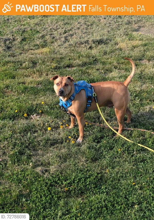 Found/Stray Male Dog last seen Hollis Dr and Hunter Dr, Falls Township, PA 19067