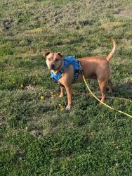 Found/Stray Male Dog last seen Hollis Dr and Hunter Dr, Falls Township, PA 19067