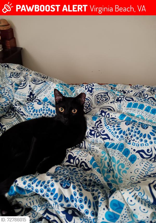 Lost Male Cat last seen Indian lakes apartmentmid, Virginia Beach, VA 23464