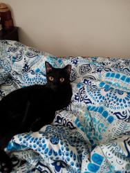 Lost Male Cat last seen Indian lakes apartmentmid, Virginia Beach, VA 23464