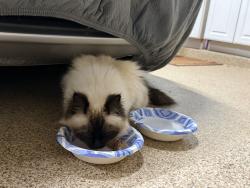 Found/Stray Unknown Cat last seen Vanguard St and Lido St., Lakeway, TX 78734
