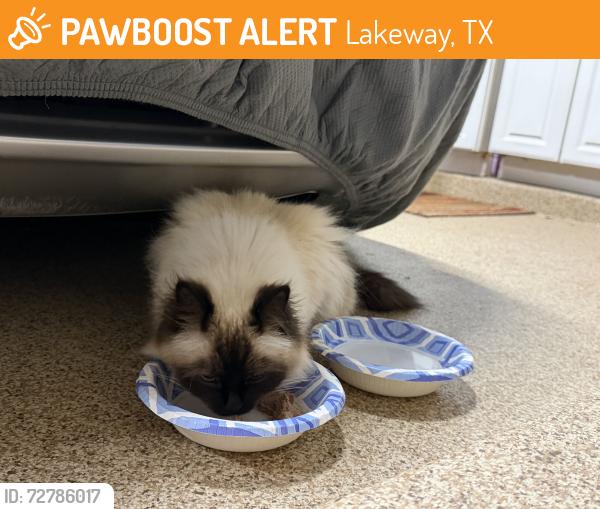 Found/Stray Unknown Cat last seen Vanguard St and Lido St., Lakeway, TX 78734