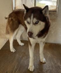 Lost Male Dog last seen Baltimore Pike nearby Frankie’s Used Auto Parts, Gettysburg, PA 17325