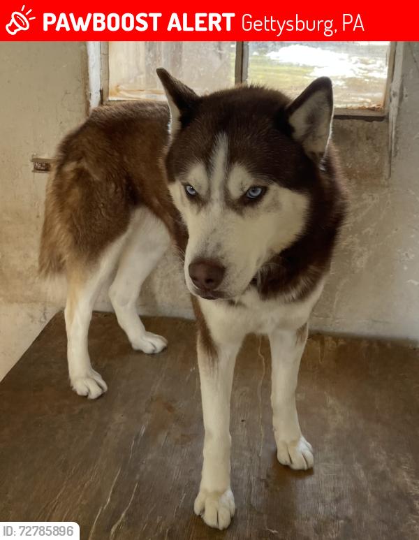 Lost Male Dog last seen Baltimore Pike nearby Frankie’s Used Auto Parts, Gettysburg, PA 17325