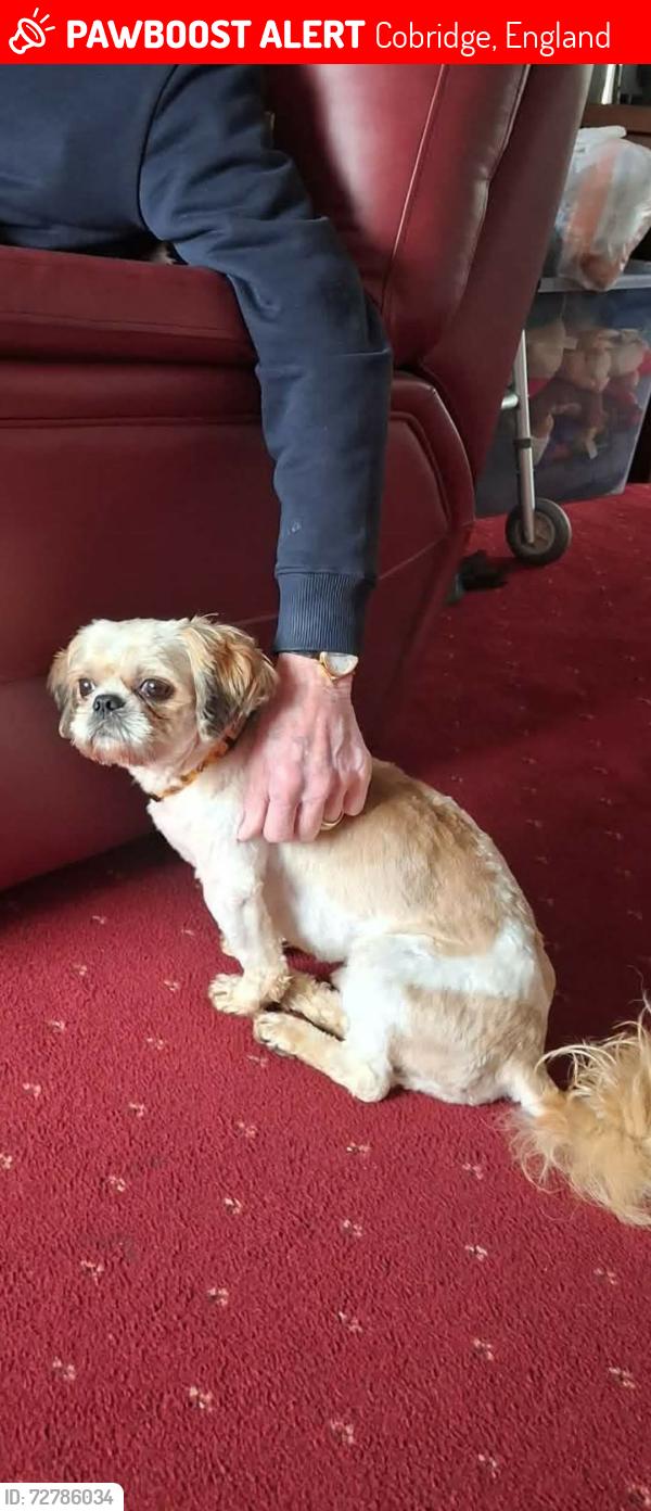 Lost Male Dog last seen Burslem /cobridge , Cobridge, England 