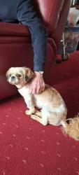 Lost Male Dog last seen Burslem /cobridge , Cobridge, England 
