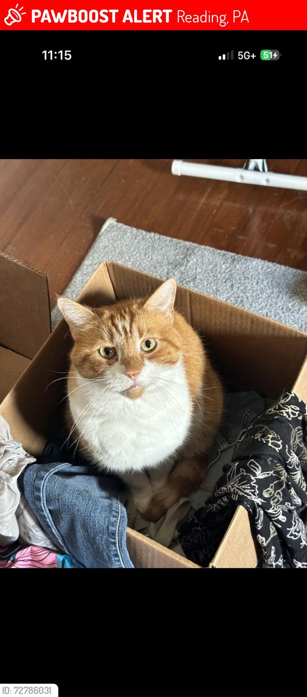 Lost Male Cat last seen Elmwood, Reading, PA 19609