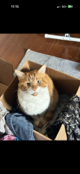 Lost Male Cat last seen Elmwood, Reading, PA 19609