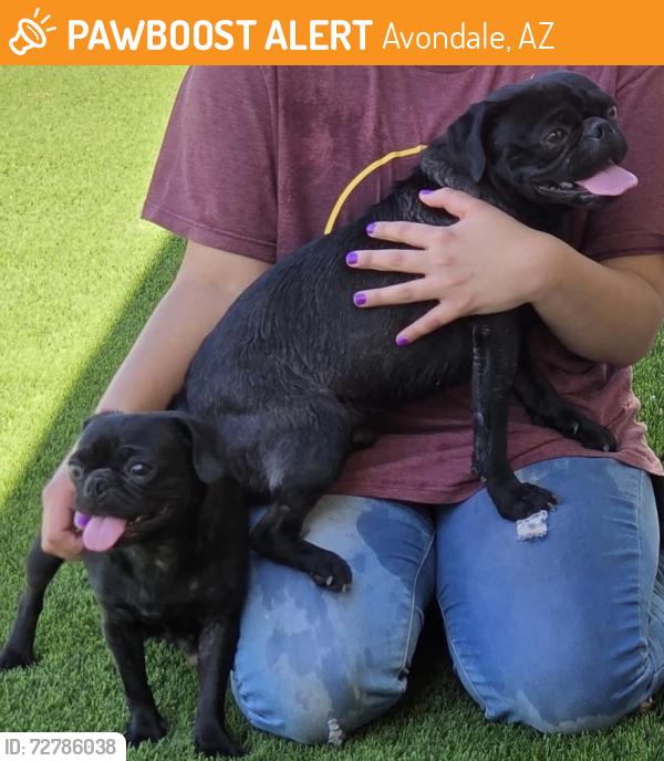 Found/Stray Female Dog last seen Michael Anderson Elementary School, Avondale, AZ 85323