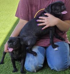 Found/Stray Female Dog last seen Michael Anderson Elementary School, Avondale, AZ 85323