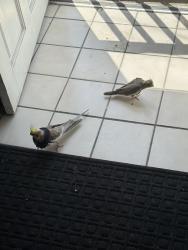 Lost Male Bird last seen Inglewood, Hawthorne, CA 90250