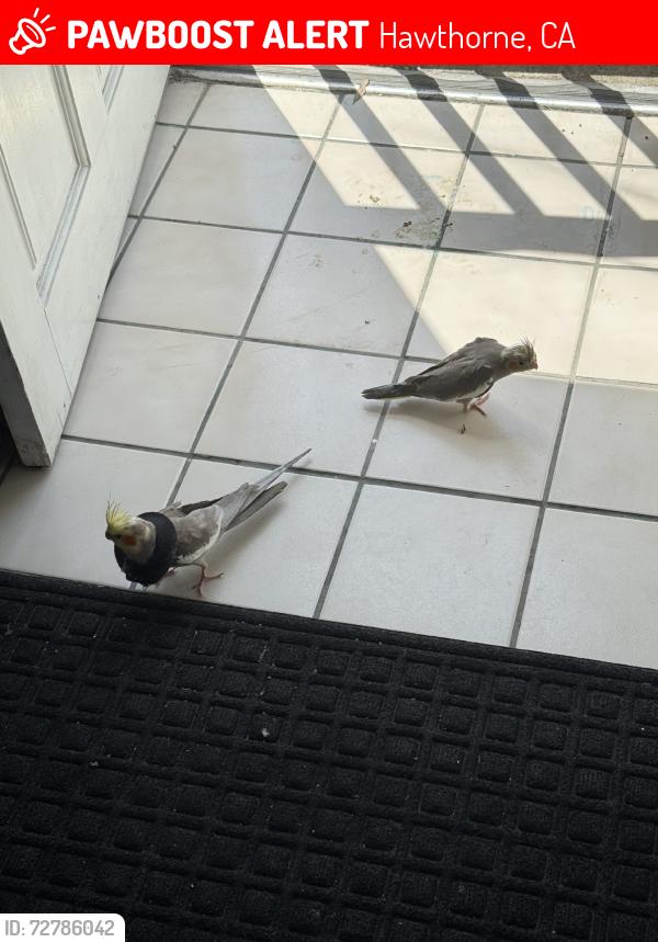 Lost Male Bird last seen Inglewood, Hawthorne, CA 90250