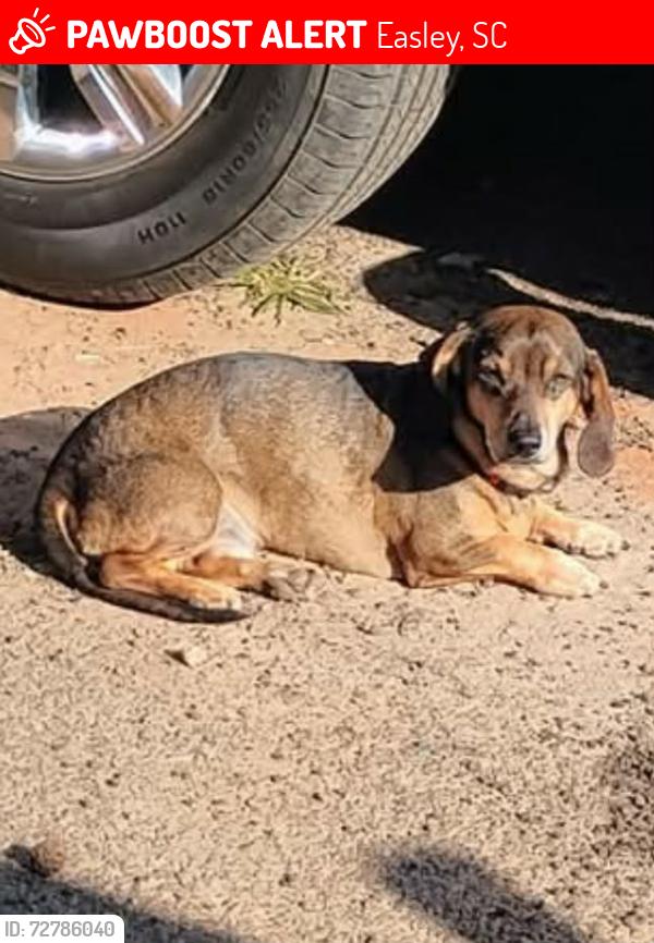 Lost Male Dog last seen Near , Easley, SC 29640