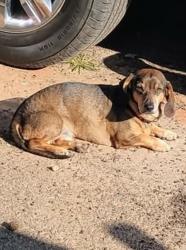 Lost Male Dog last seen Near , Easley, SC 29640