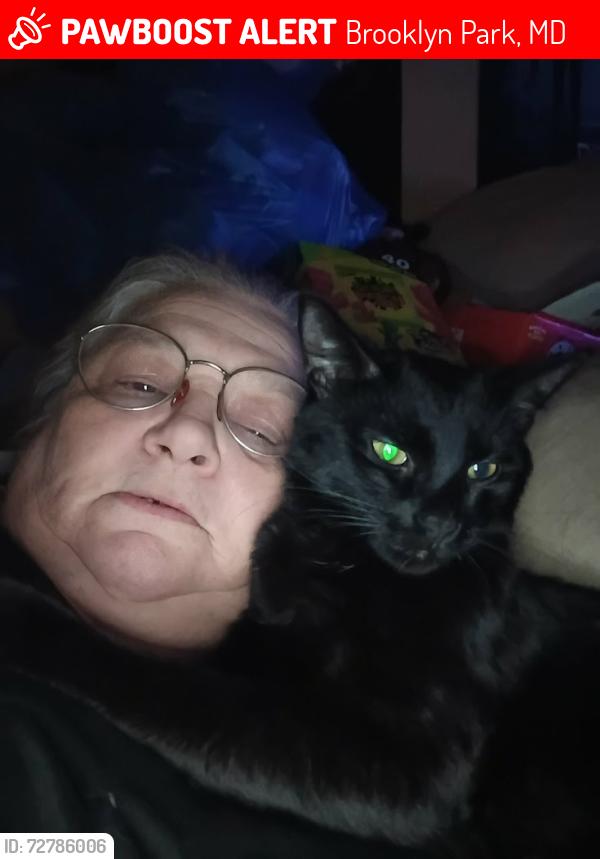 Lost Male Cat last seen belle grove rd and 5th ave, Brooklyn Park, MD 21225