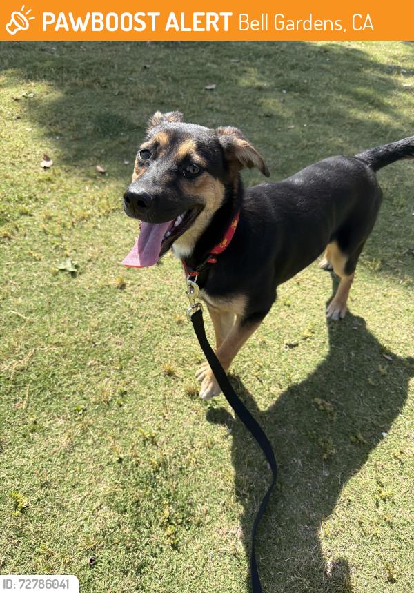 Found/Stray Female Dog last seen Jania , Bell Gardens, CA 90201
