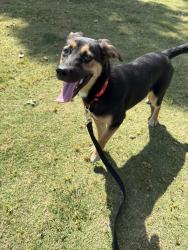 Found/Stray Female Dog last seen Jania , Bell Gardens, CA 90201