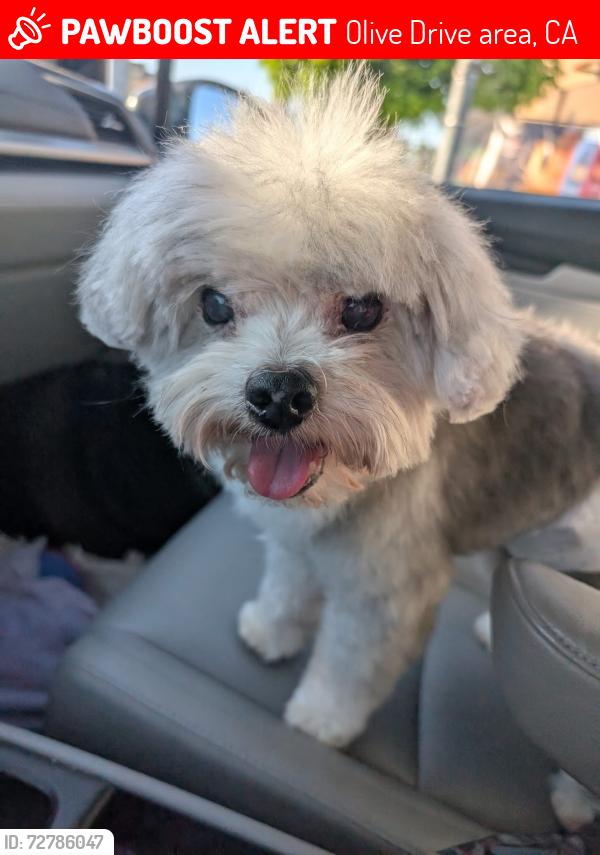 Lost Male Dog last seen Patton and olive , Olive Drive area, CA 93308