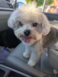 Lost Male Dog last seen Patton and olive , Olive Drive area, CA 93308