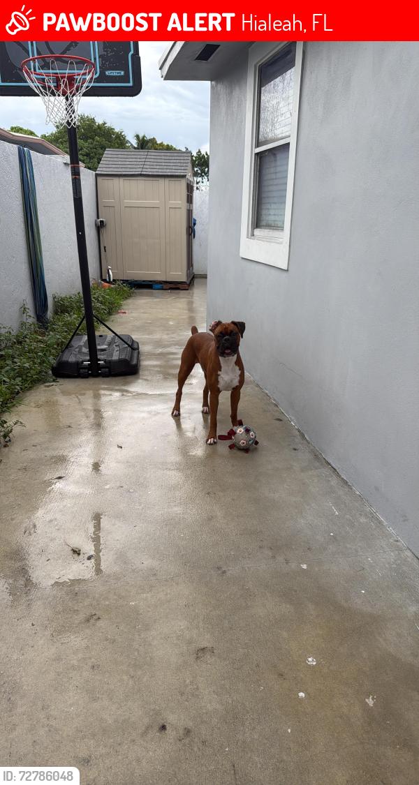 Lost Male Dog last seen 614E 56 st , Hialeah, FL 33013