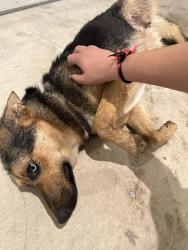 Found/Stray Female Dog last seen I10 east normandy , Houston, TX 77015