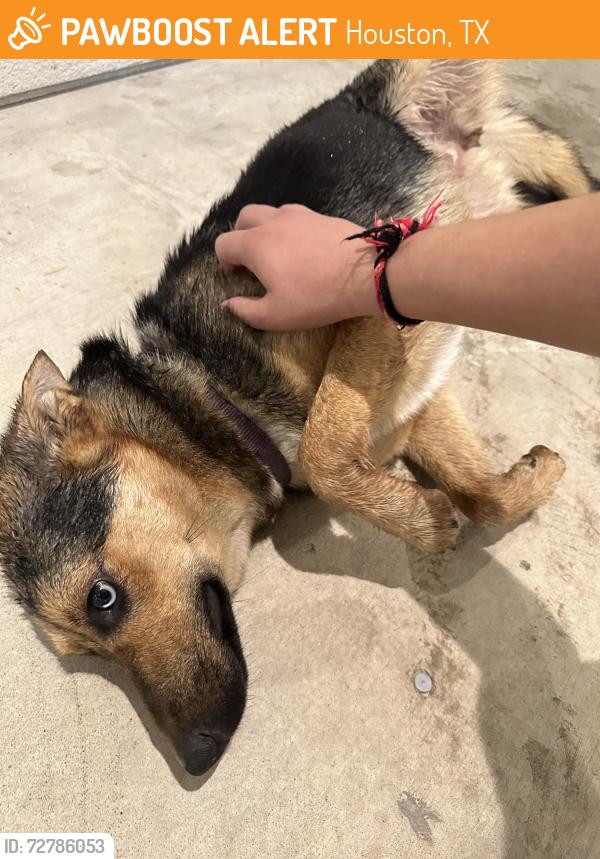 Found/Stray Female Dog last seen I10 east normandy , Houston, TX 77015