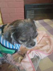 Found/Stray Male Dog last seen 66th and Stenton Ave , Philadelphia, PA 19138