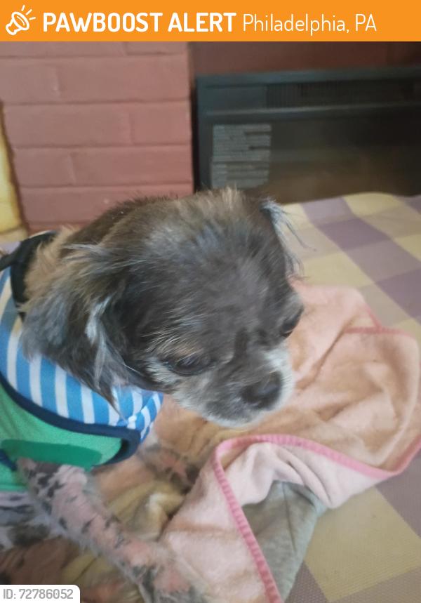Found/Stray Male Dog last seen 66th and Stenton Ave , Philadelphia, PA 19138