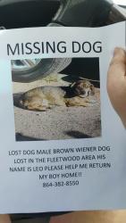 Lost Male Dog last seen East A street easley sc, Easley, SC 29640