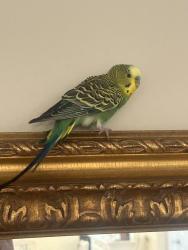 Found/Stray Unknown Bird last seen Near game farm rd Schwenksville pa 19473, Schwenksville, PA 19473