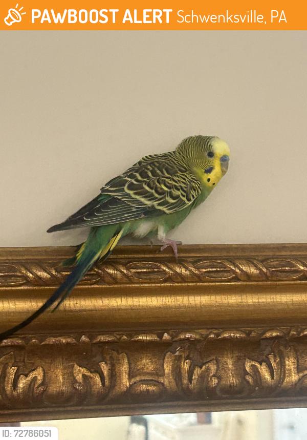 Found/Stray Unknown Bird last seen Near game farm rd Schwenksville pa 19473, Schwenksville, PA 19473