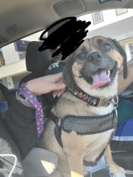 Lost Male Dog last seen Francis ave se & Griggs, Grand Rapids, MI 49507