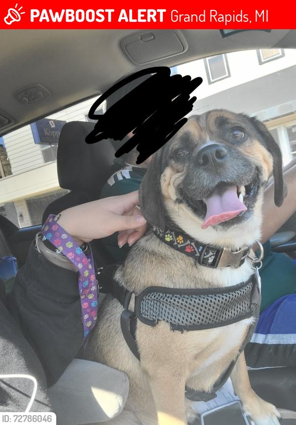 Lost Male Dog last seen Francis ave se & Griggs, Grand Rapids, MI 49507