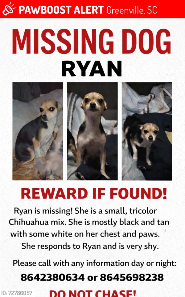 Lost Female Dog last seen Nicholtown area, Greenville, SC 29607