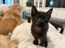 Lost Male Cat last seen Forest Park Avenue, Jackson Street, S. Riverside Drive, Bonita Springs, FL 34135