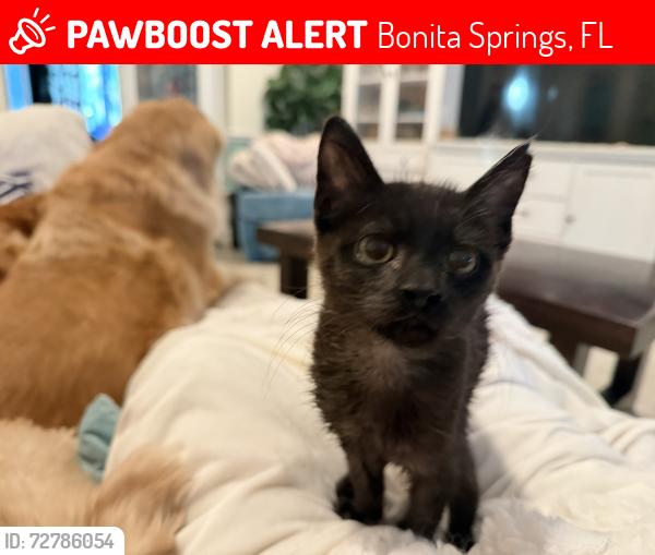Lost Male Cat last seen Forest Park Avenue, Jackson Street, S. Riverside Drive, Bonita Springs, FL 34135