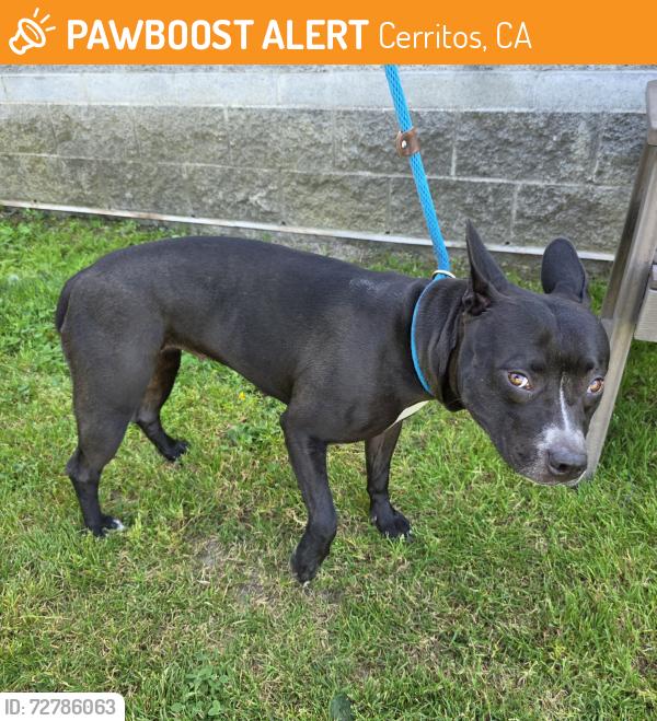 Found/Stray Female Dog last seen Near Mapes Avenue, Cerritos, CA, USA, Cerritos, CA 90703