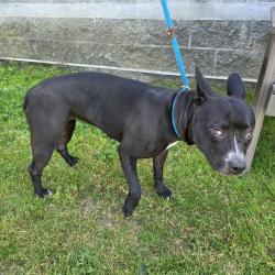 Found/Stray Female Dog last seen Near Mapes Avenue, Cerritos, CA, USA, Cerritos, CA 90703