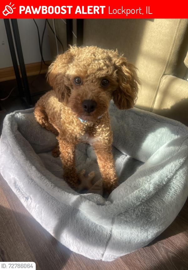 Lost Male Dog last seen Gougar and Division St, Lockport, IL 60441