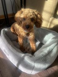 Lost Male Dog last seen Gougar and Division St, Lockport, IL 60441