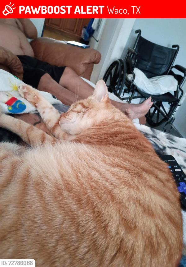 Found/Stray Male Cat last seen 12th Street , Waco, TX 76708