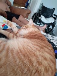 Found/Stray Male Cat last seen 12th Street , Waco, TX 76708