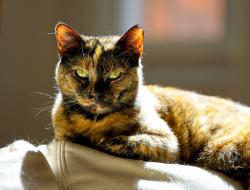 Lost Female Cat last seen Kimball Parc Court, Kimball Parc Way, Johns Creek, GA 30022