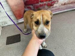 Shelter Stray Male Dog last seen W 17TH ST X N G ST, San Bernardino, CA 92401