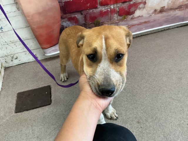 Shelter Stray Male Dog last seen W 17TH ST X N G ST, San Bernardino, CA 92401