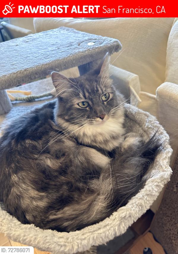Lost Female Cat last seen Next to Dorothy Erskine Park, San Francisco, CA 94131